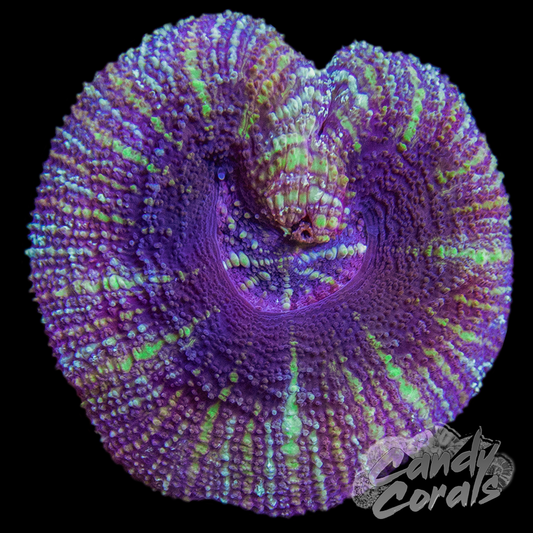 Ultra Acan Maxima WYSIWYG 9