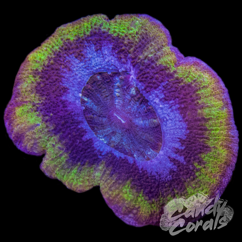 Ultra Acan Maxima WYSIWYG 10