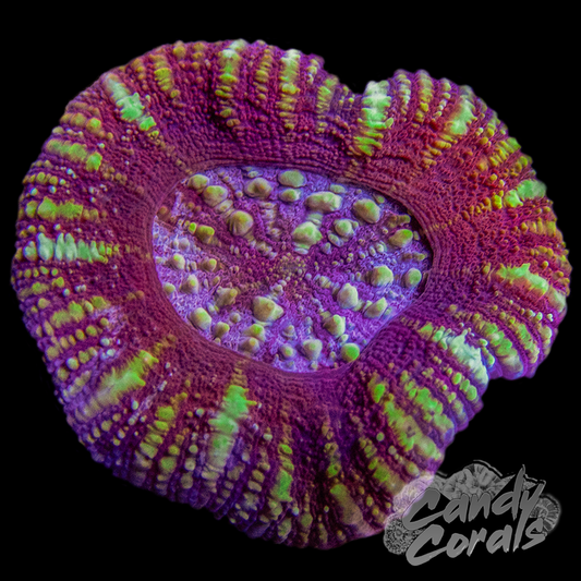 Ultra Acan Maxima WYSIWYG 14