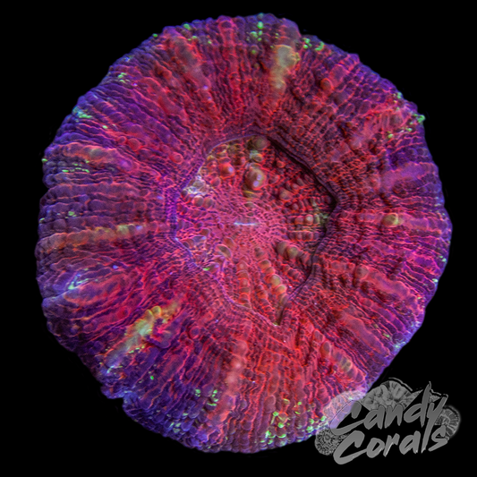 Ultra Acan Maxima WYSIWYG 13