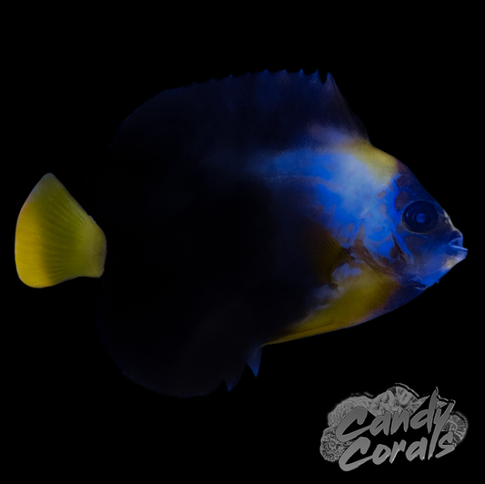 Best online online reef fish store