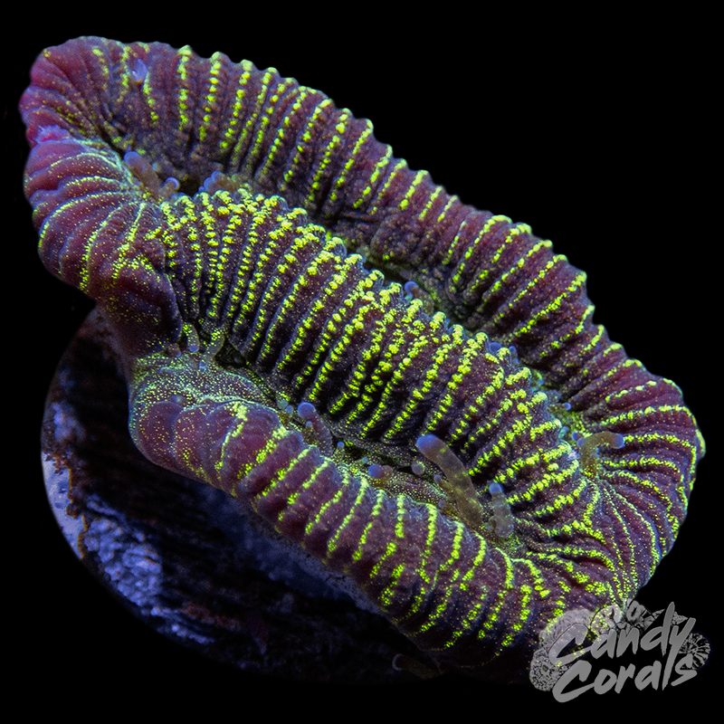 Pinstripe Maze Coral Frag B48