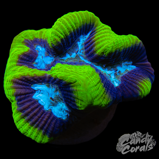 Blue Centered Green Maze Coral Frag