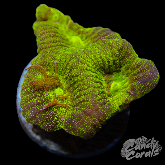 Yellow Maze Coral Frag