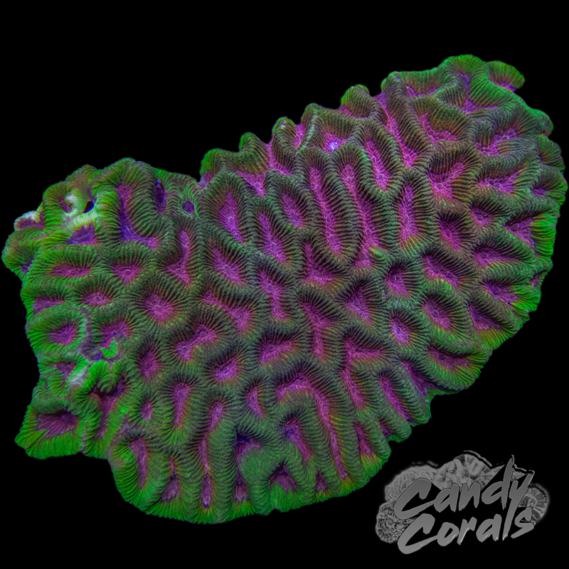 Green & Pink Maze Coral Colony