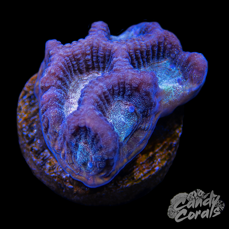 Purple Maze Coral Frag B49