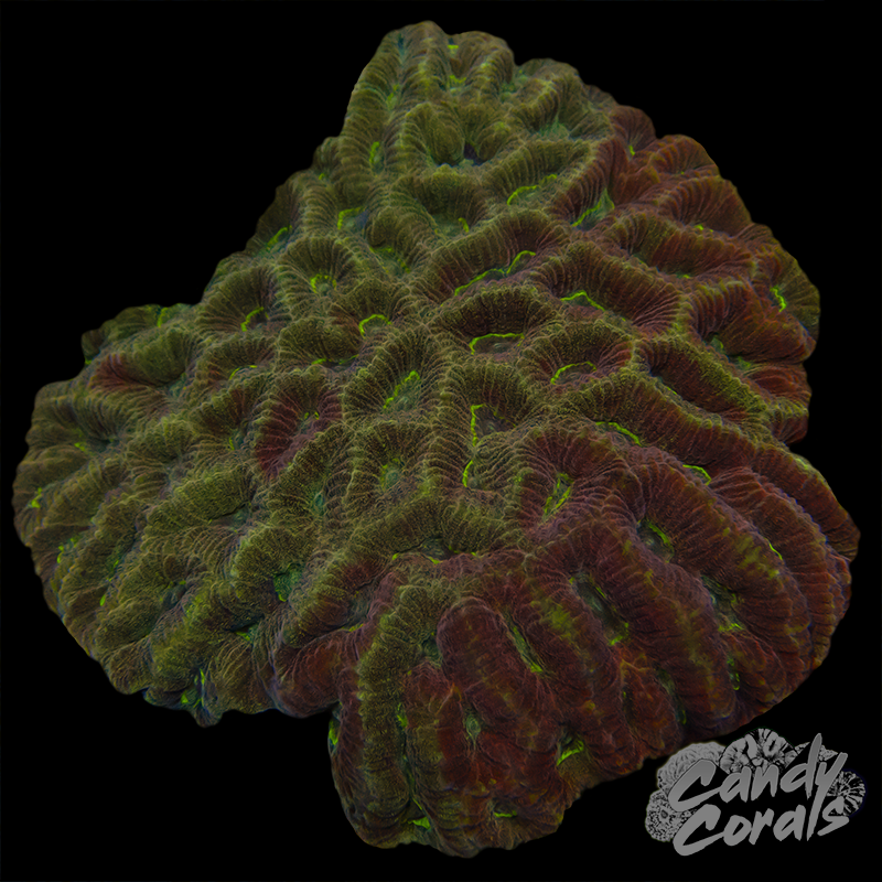 Gold Maze Coral Colony 8