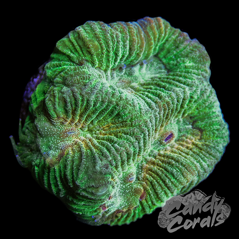 St. Patrick's Day Maze Coral Frag B50