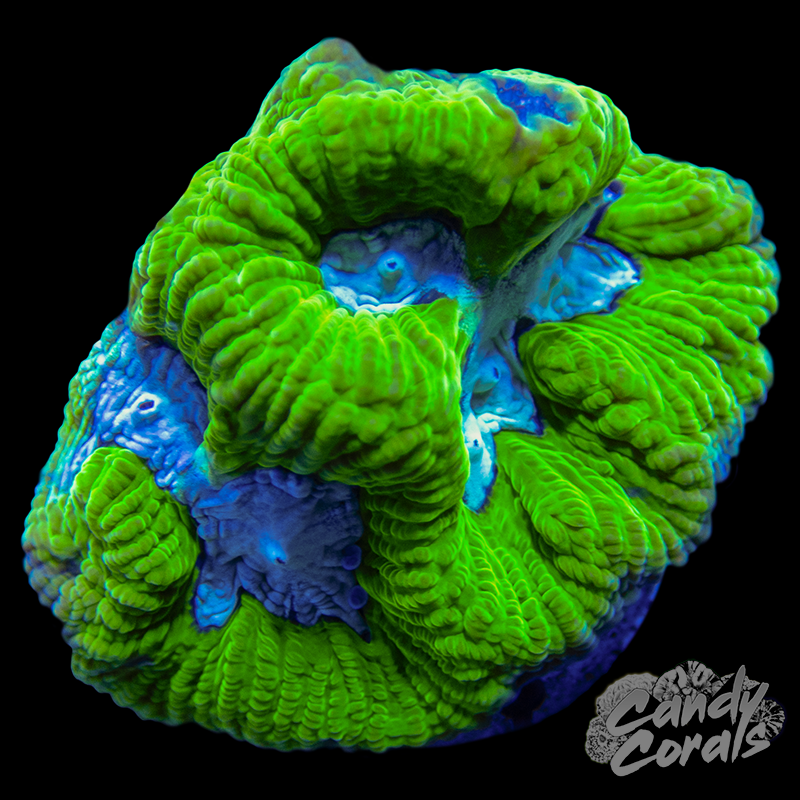 Light Blue Centered Green Maze Coral Frag B51
