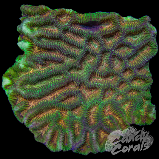 St. Patrick's Day Maze Coral Colony