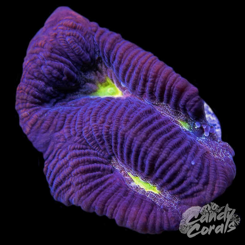 Sunny Centered Purple Maze Coral Frag B46