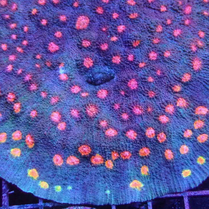 Miami Hurricane Chalice Frag C6