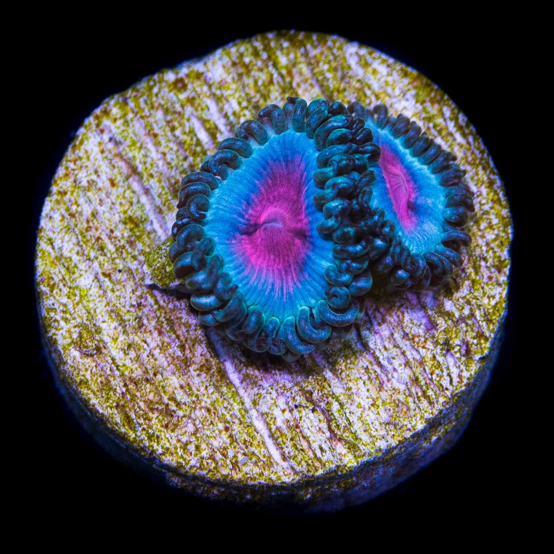 Miami Vice Zoa Per Polyp