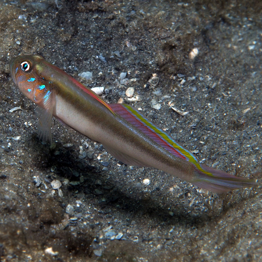 Banner Goby