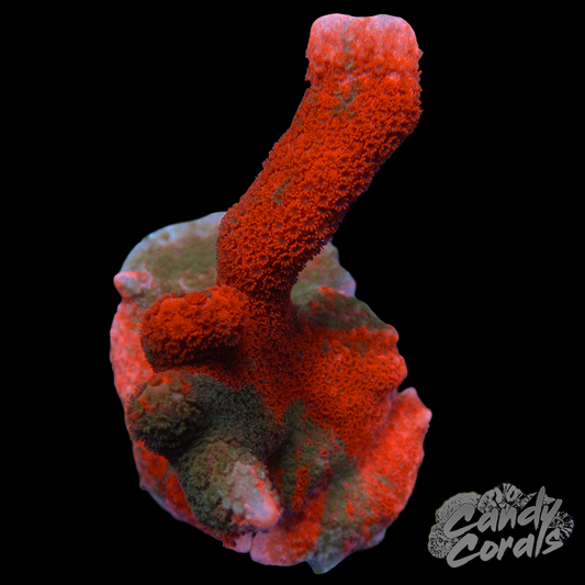Grafted Montipora Digitata WYSIWYG 2