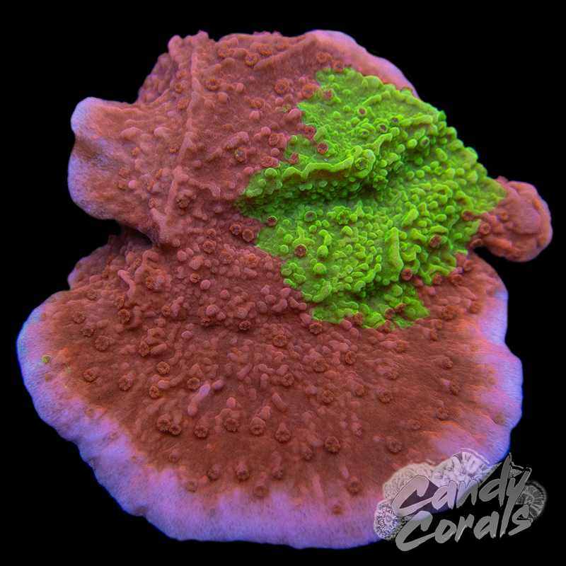 TSA Nuclear Fusion Montipora Frag M18