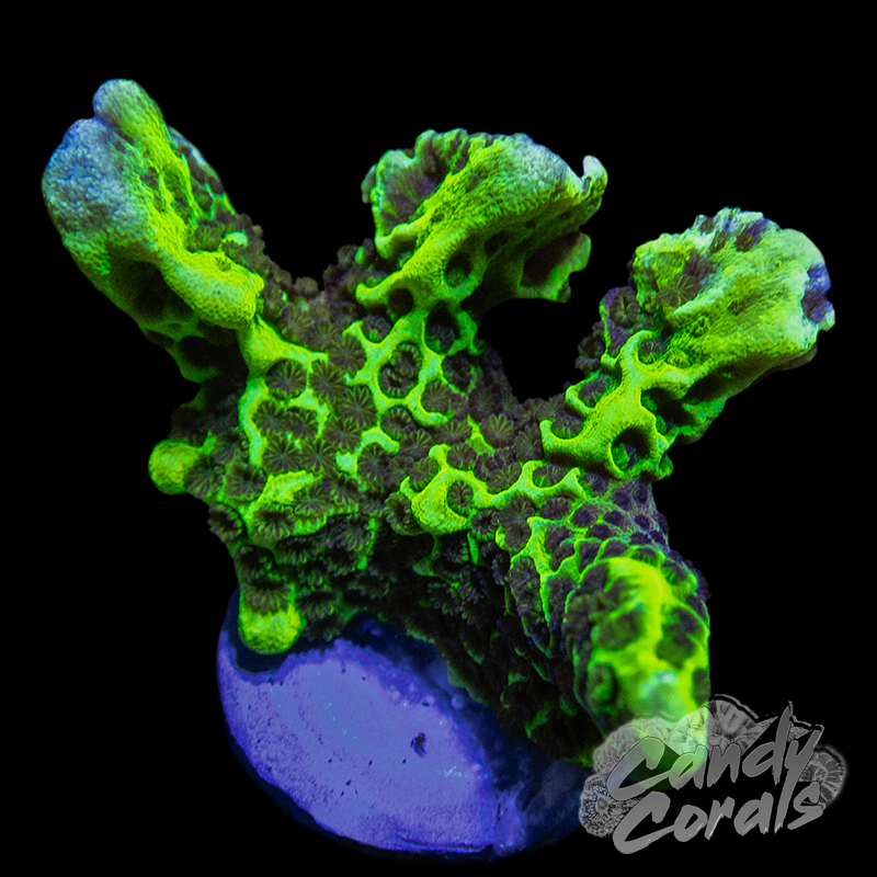 Montipora Spongodes A94