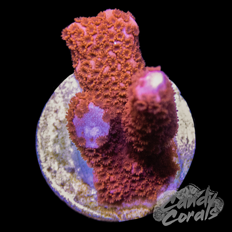 Red Montipora Digitata Frag A64