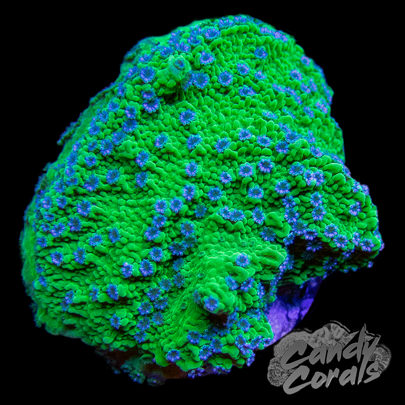 Blue Polyp Montipora Frag