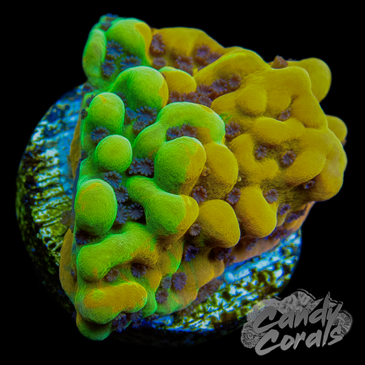 Sour Orange Grafted Montipora Frag