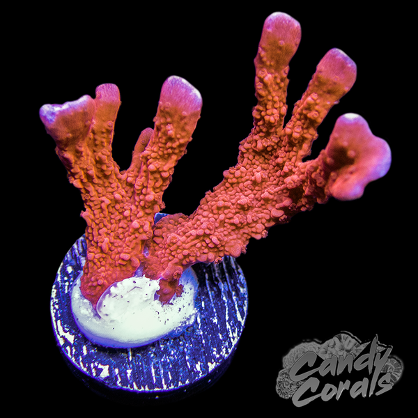 Manila Spy Montipora Frag A80 – Candy Corals