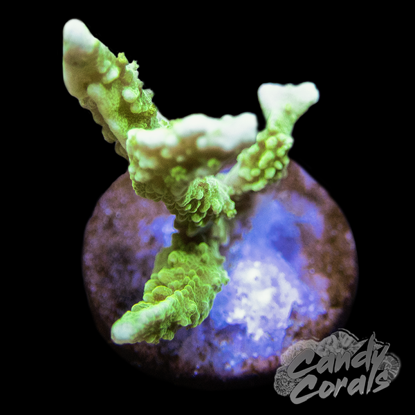 Elk Horn Montipora Frag A65 – Candy Corals