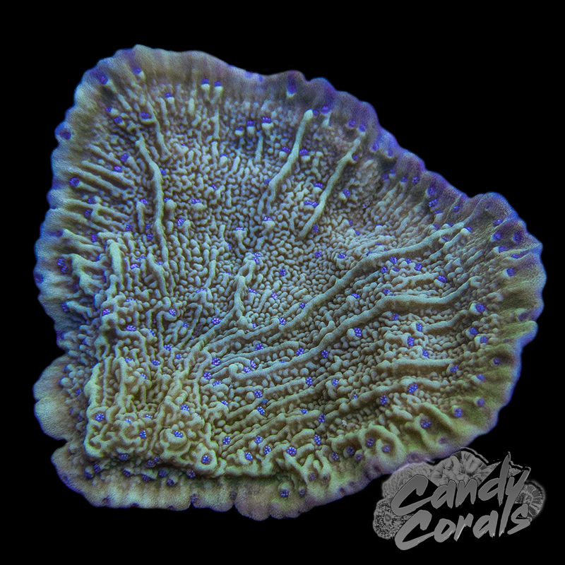 Blueberry Fields Montipora Cap Frag