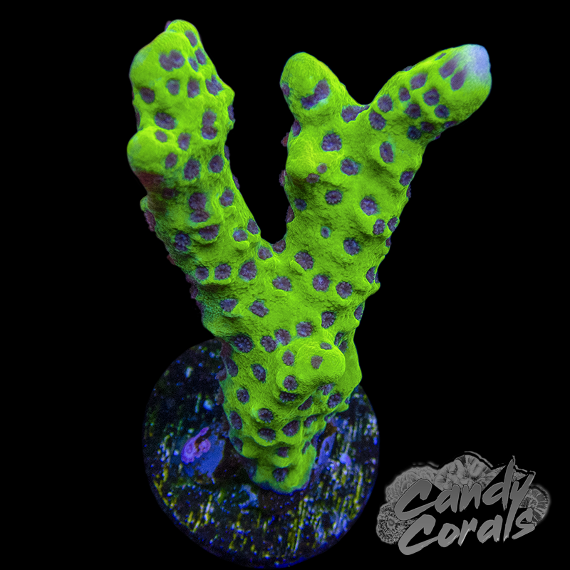 WWC Slimeball Montipora Frag A57