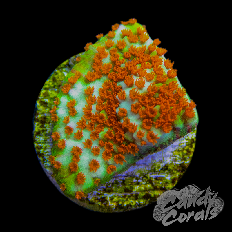 Chili Pepper Montipora Frag M16