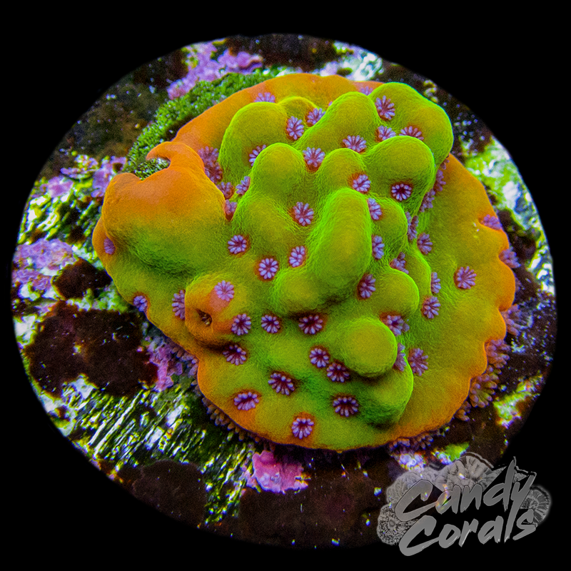 TSA Beast Montipora Frag