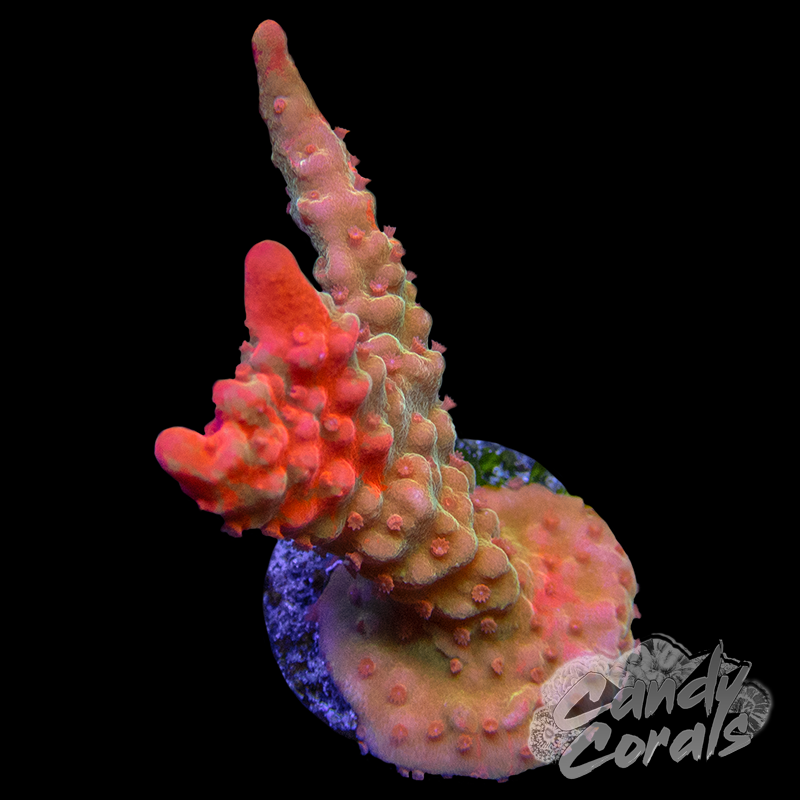 TSA Tequila Sunrise Grafted Montipora Setosa Frag