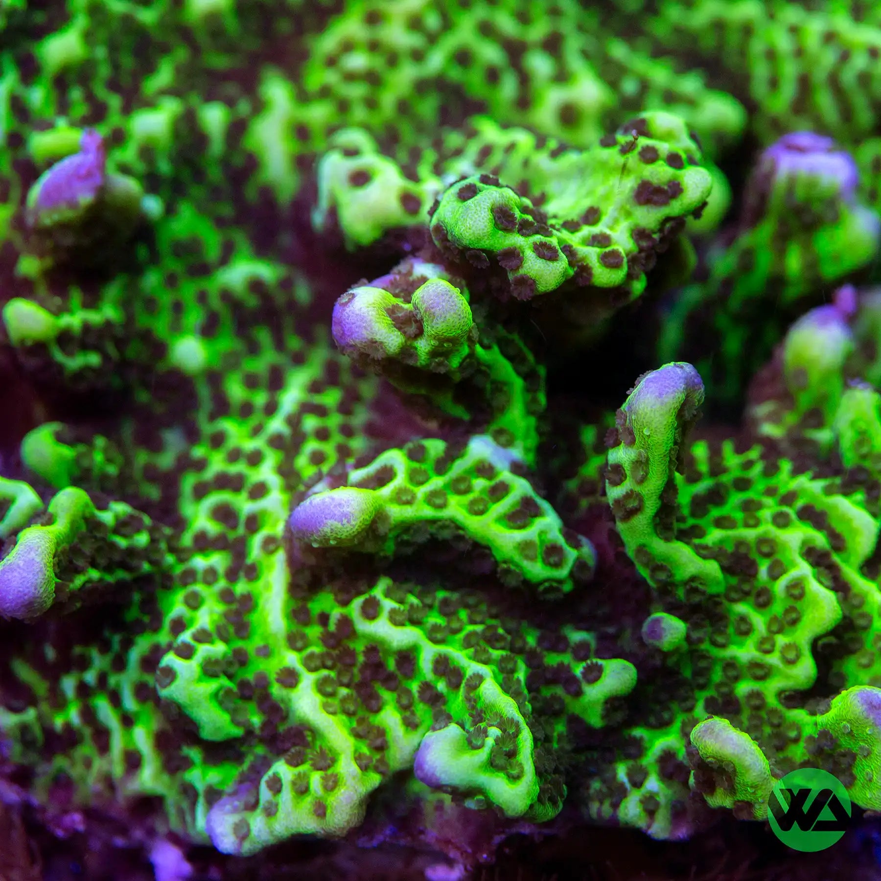 Montipora Spongodes A94
