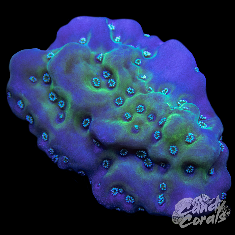 Montipora Undata Frag B27