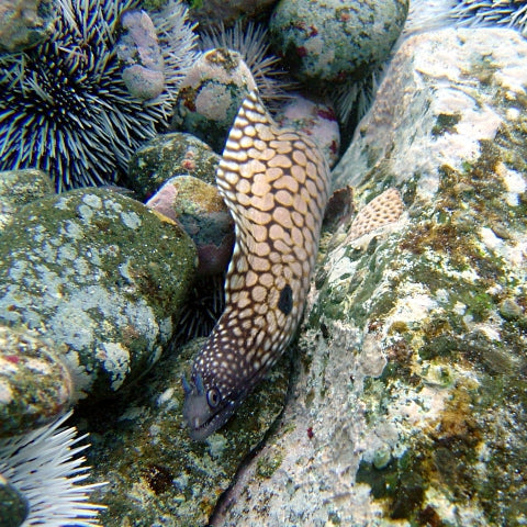 Juvenile Brazilian Dragon Eel / Whitespot Moray Eel