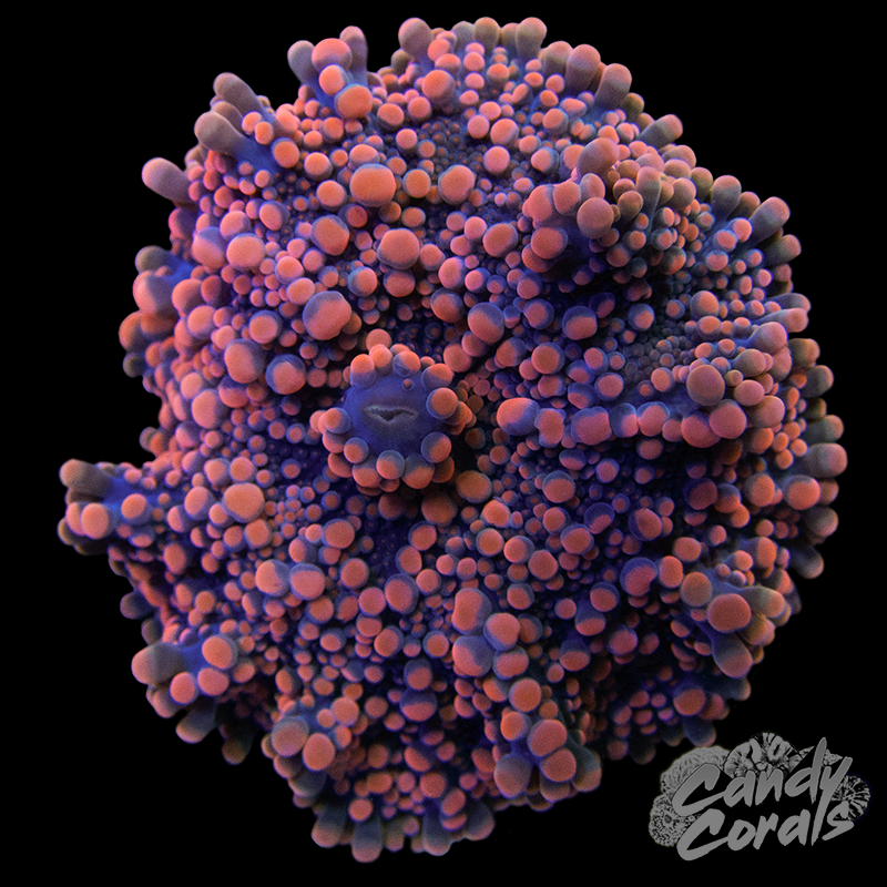 Assorted Rainbow Yuma Mushroom