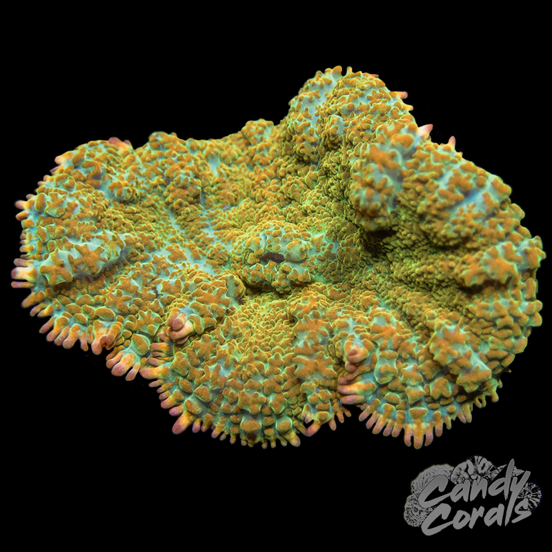 Citrus Ultra Rhodactis Mushroom