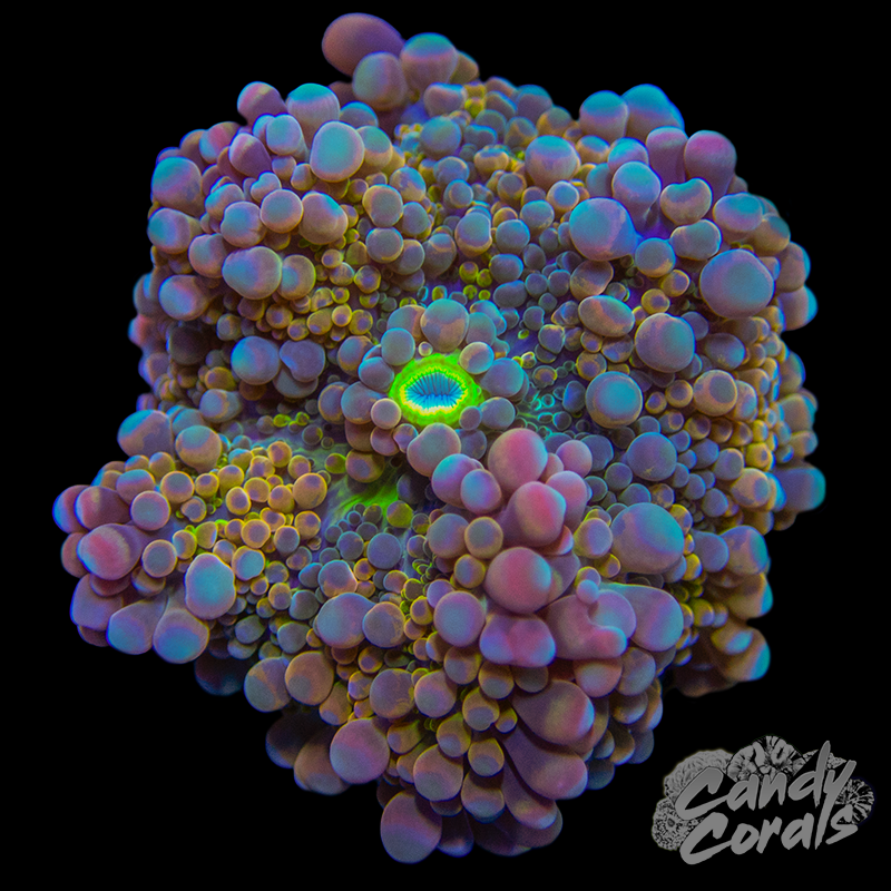 Assorted Rainbow Yuma Mushroom