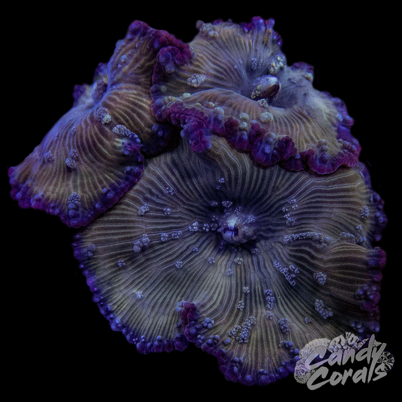 Lucky Penny Discosoma Mushroom