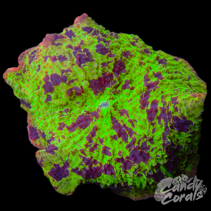 Ultra Rainbow Jawbreaker Mushroom WYSIWYG 35