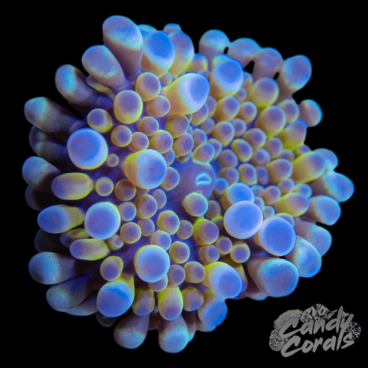 Rainbow Yuma Mushroom WYSIWYG 20