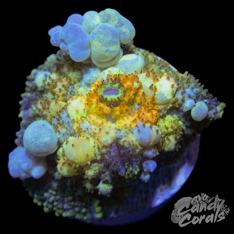 Powerball Bounce Mushroom