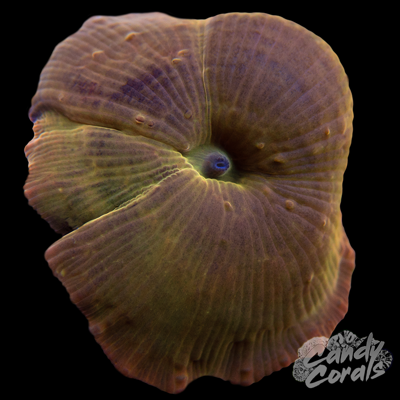Aussie Metallic Orange Mushroom