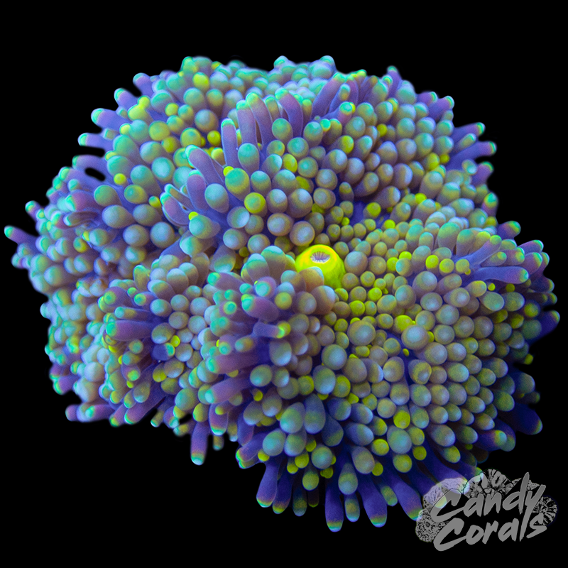 Rainbow Florida Ricordia Mushroom WYSIWYG 34