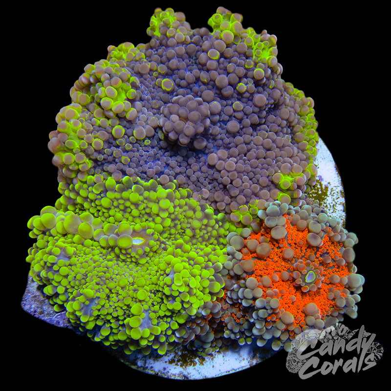 Yuma Mushroom Plate WYSIWYG 8