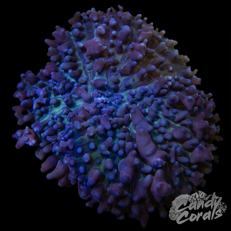 Purple Fuzzy Rhodactis Mushroom