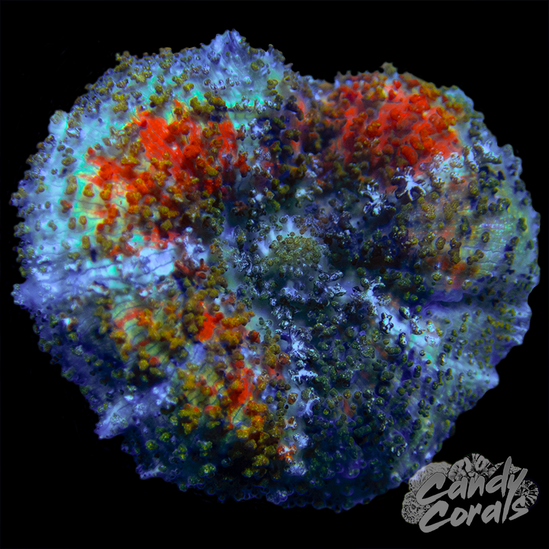 Rainbow Discosoma Carlgreni WYSIWYG 2
