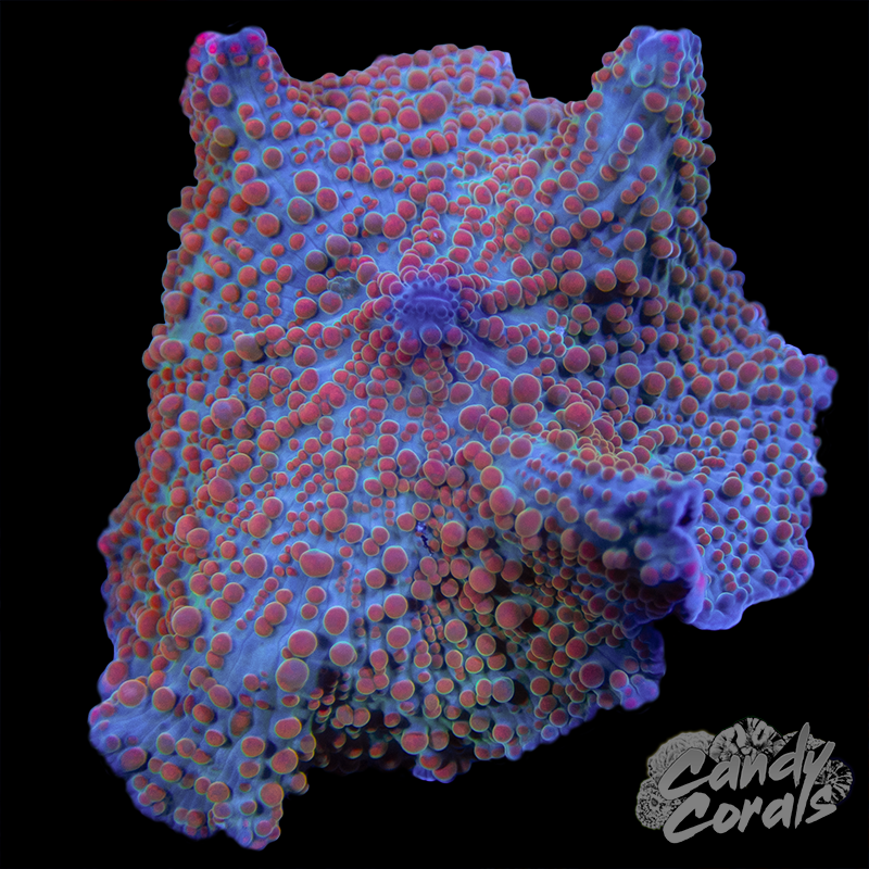 Bubble Bath Mushroom WYSIWYG 89