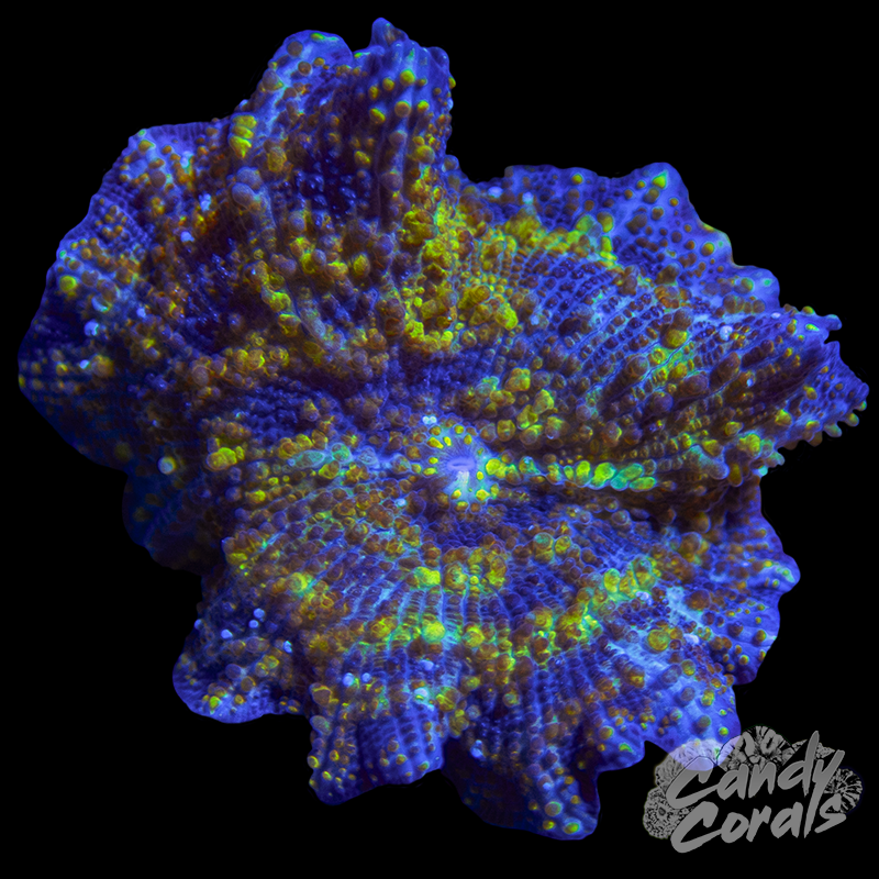 Electric Slide Discosoma Mushroom Per Polyp