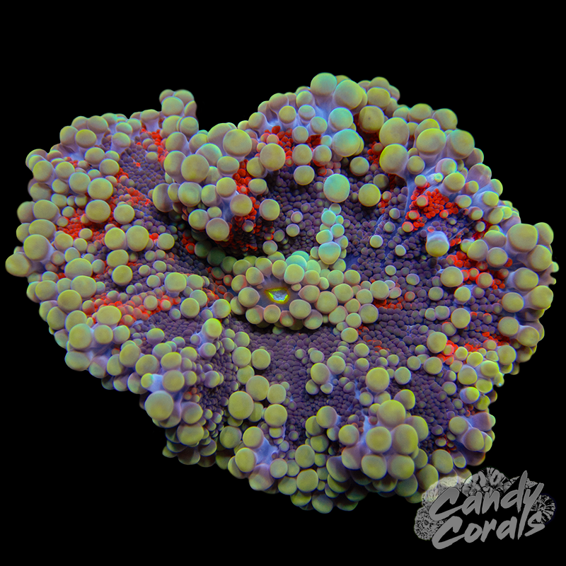 Rainbow Yuma Mushroom WYSIWYG 38