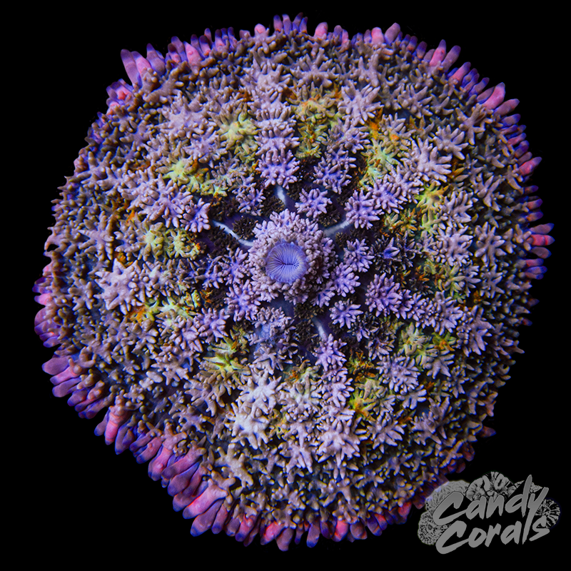Frankie Birdie Rhodactis Mushroom D4